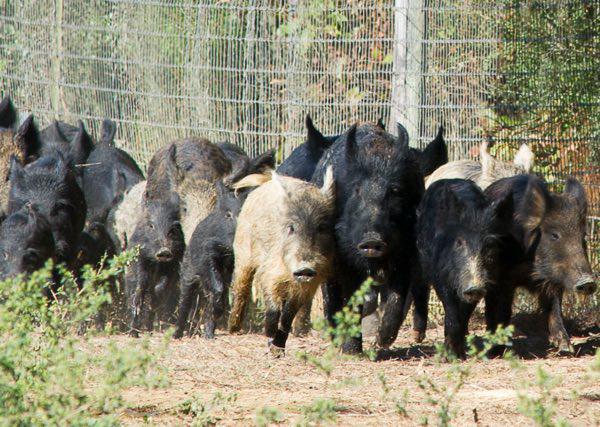 MDC Advises Proper Fencing Can Help Keep Out Feral Hogs