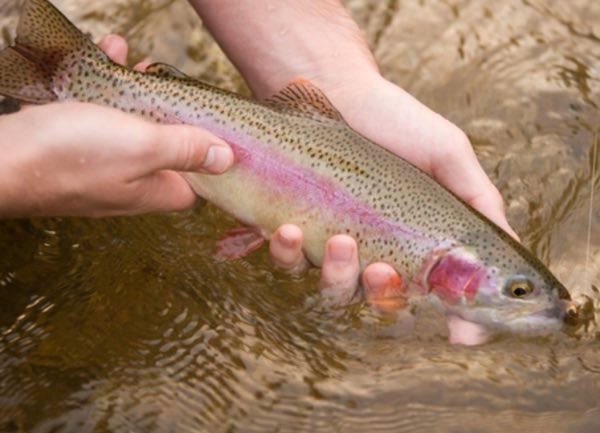 Trout Harvest Begins February 1, 2018