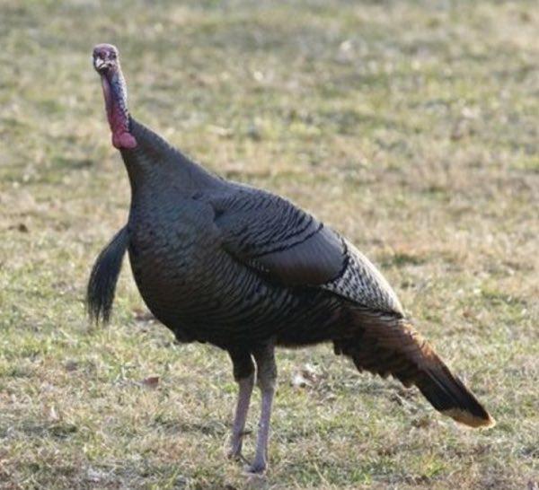 Apply Online for MDC Spring Managed Turkey Hunts Starting February 1st