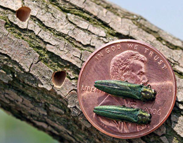 MDC Issues Forest Health Alert for Emerald Ash Borer