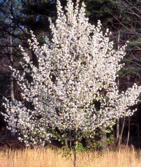 MDC Encourages Public NOT to Plant Invasive Bradford Pear Trees