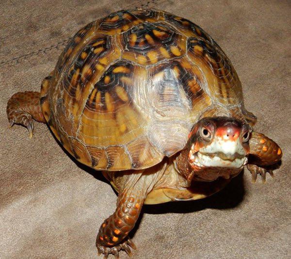 MDC Asks Motorists to Watch Out for Turtles on Roadways