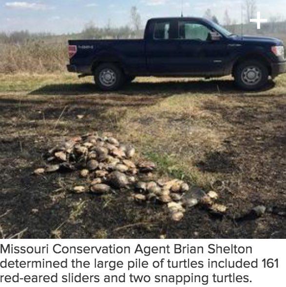MDC Needs Your Help to Solve Illegal Poaching of Turtles