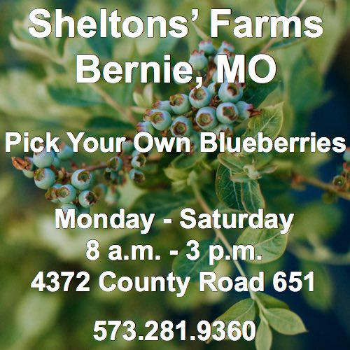 Pick Your Own Locally Grown Blueberries or They Will Pick for You!!