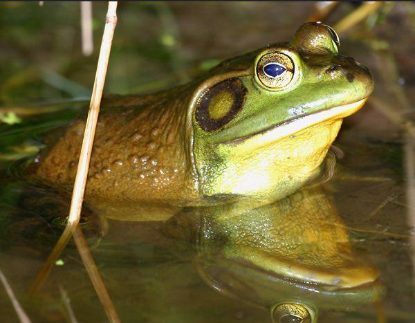 Frogging Begins June 30th at Sunset