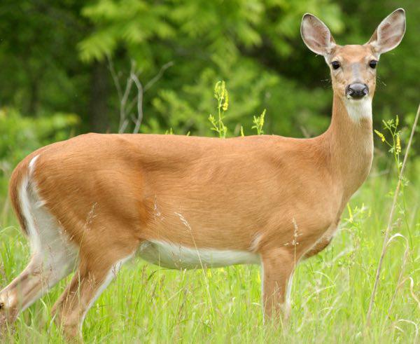 Begin Applying July 1 for MDC Managed Deer Hunts