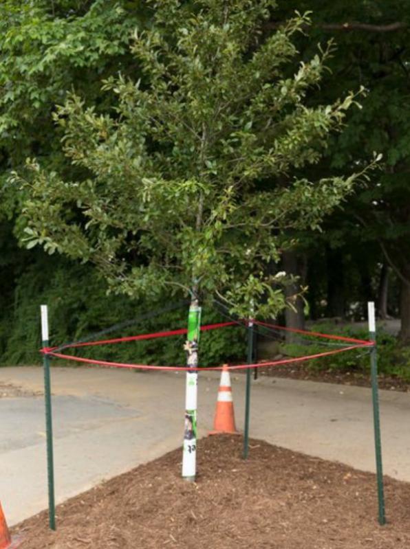 New Black Gum Tree Planted at Cardiac Hill