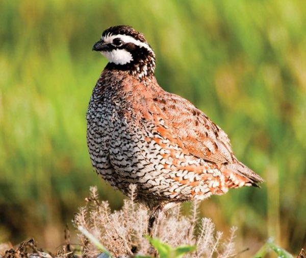 MDC Predicts Quail Season to be Good