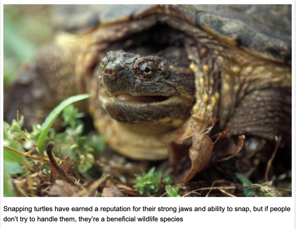 Snapping Turtles Begin Laying their Eggs in June