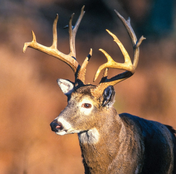 Apply Online for MDC Managed Deer Hunts Starting July 1