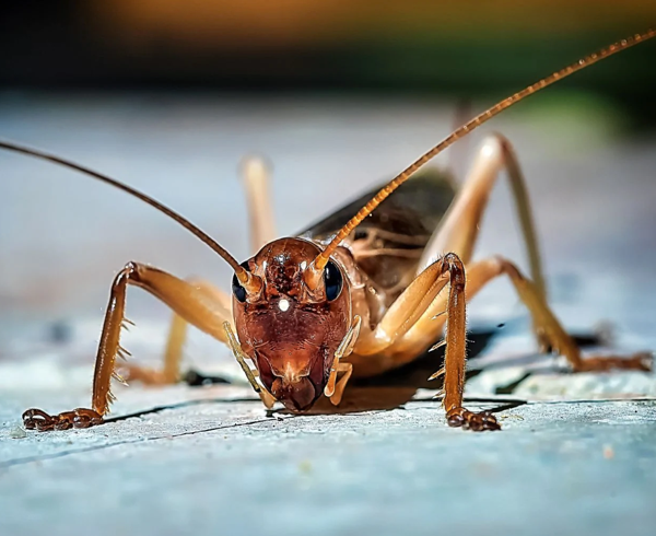 Cricket Indicating Temperature