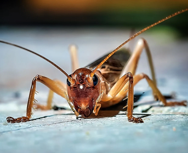 Crickets Tell the Temperature in Warm Weather