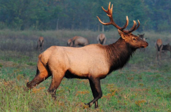 MDC Announces Plan for Missouri Elk Hunting
