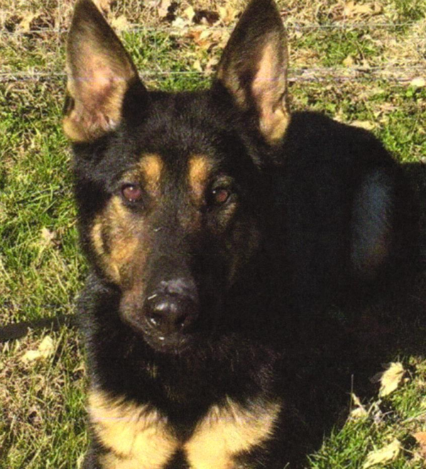 Dexter Police Department Mourns Loss of K9