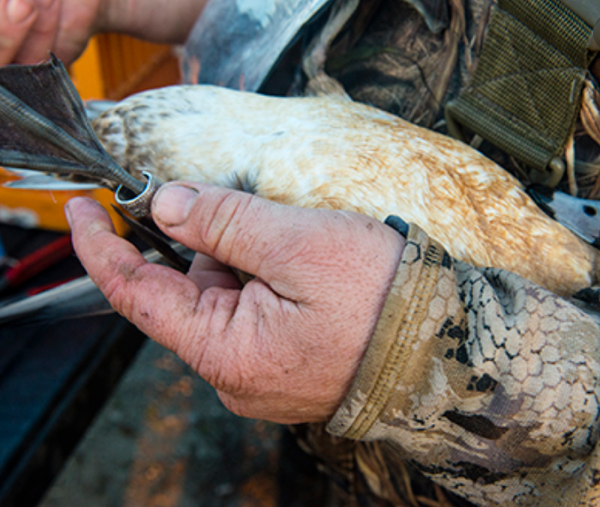 MO Dept of Conservation Annual Duck Banding Event to be Held Saturday