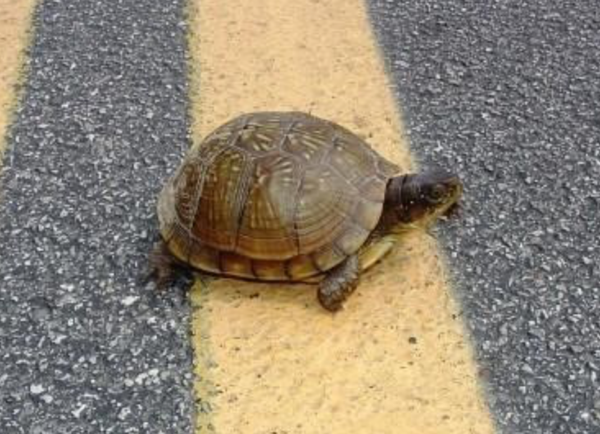MDC Urges Drivers to Slow Down and Give Turtles a Brake!