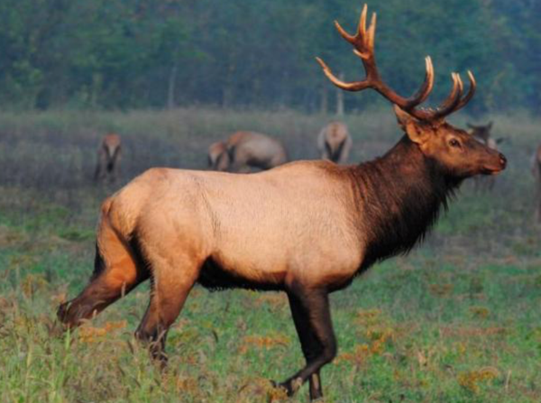 Apply During May for MDC’s First Elk Hunts in Fall