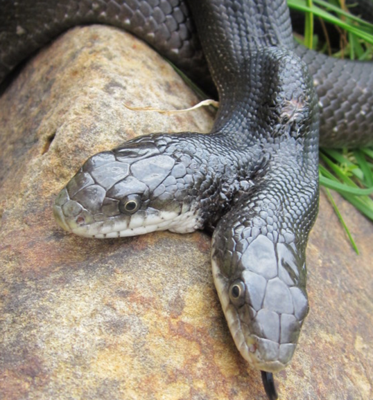 MDC's Cape Nature Center’s Two-Headed Black Rat Snake Turns 15 Years Old