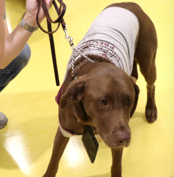 Therapy Dogs Continue to be Utilized Throughout School System