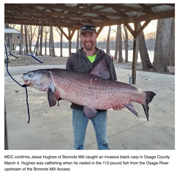 Osage County Angler Catches 112-pound Invasive Black Carp