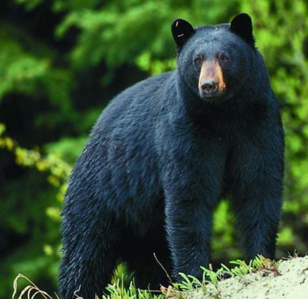 Be Bear Aware in Bloomfield, Missouri