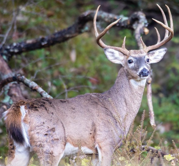 Apply for MDC Managed Deer Hunts Starting July 1, 2021