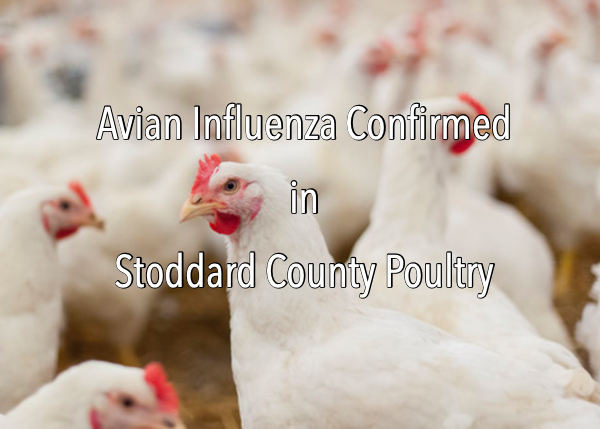 Highly Pathogenic Avian Influenza Confirmed in Stoddard County Poultry Flock