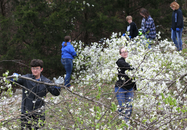 Student-led Group Volunteers to Remove Invasive Trees from Campus