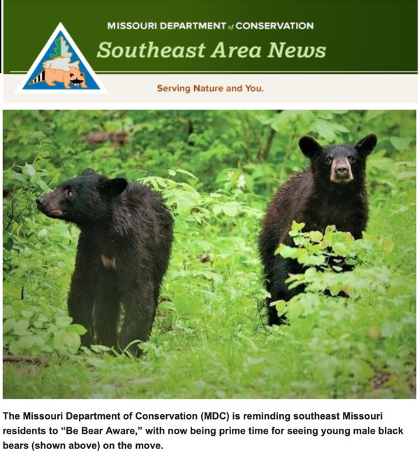 MDC Encourages Public to ‘Be Bear Aware’ this Summer