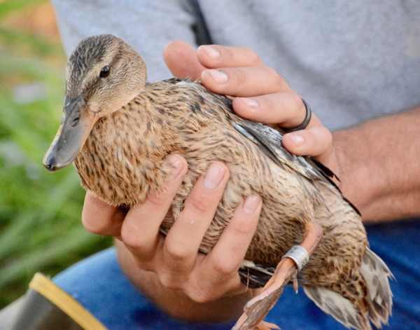 Banding with Biologists and Ducks Unlimited Greenhead Chapter