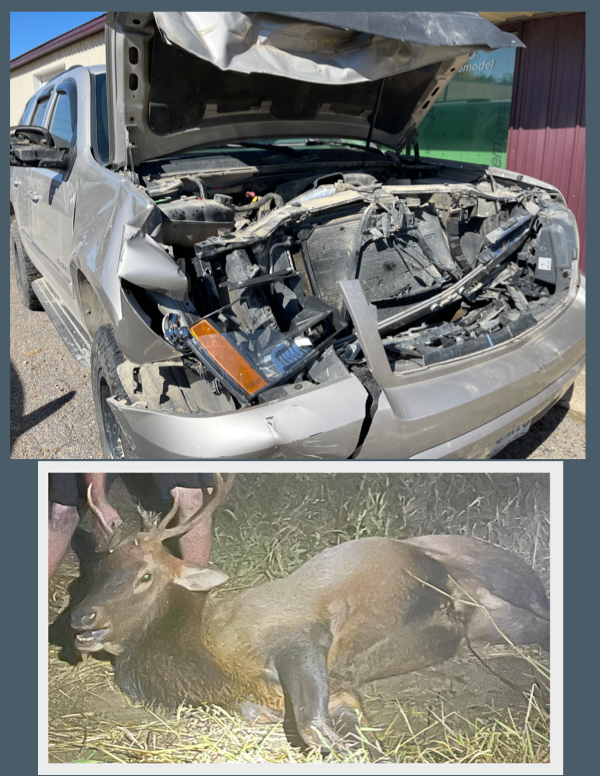 Dexter Resident Hits Elk on Hwy 60, a First in Stoddard County