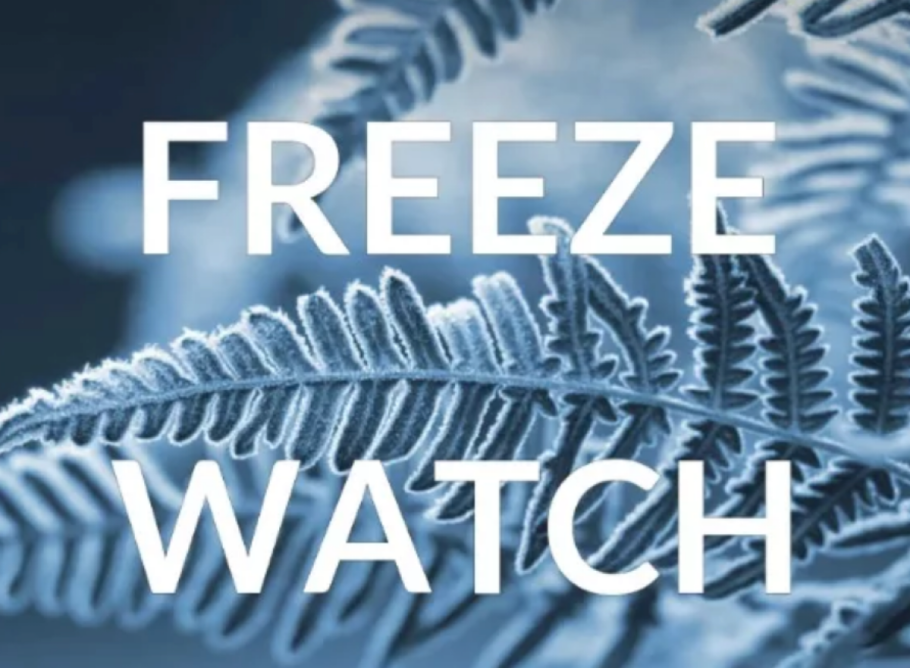 Freeze Watch Issued for Monday Evening Through Tuesday