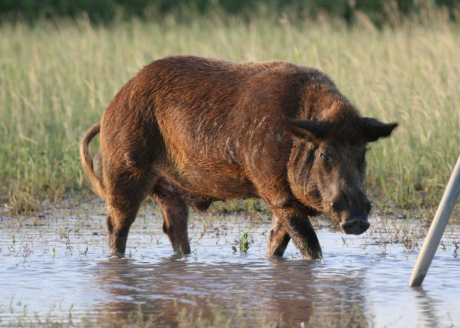 Mingo National Wildlife Refuge Planning Intermittent Closures for Feral Hog Control