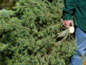 Recycle Your Live Christmas Tree 