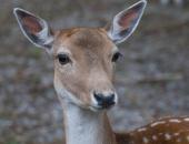 Hunters Harvest 11,025 Deer During Alternative Methods