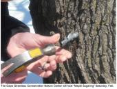 MDC Cape Nature Center Hosts Maple Sugaring Program