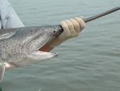 Paddlefish Season Opens March 15th With New MDC Tagging Project