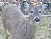 Eleven New Cases of CWD in Missouri Deer