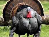MDC Says Hunting Looks Good for Turkeys