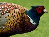 MDC Expands Pheasant Hunting to Statewide