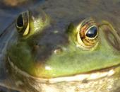 MDC Offers Frog Gigging Clinic in Mississippi County