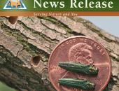 Invasive Emerald Ash Borer Continues to Threaten Missouri Ash Trees