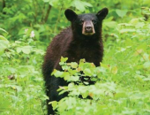 MDC encourages people to Be Bear Aware!