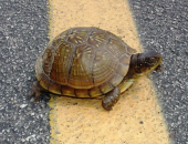 MDC Encourages Motorists to Give Turtles a Brake!