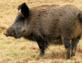 MDC Reports Feral Hog Numbers for First Quarter 2017