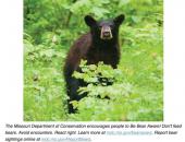 MDC Encourages People to be BEAR AWARE in Missouri