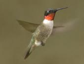 MDC Encourages People to Help Hummingbirds