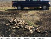 MDC Needs Your Help to Solve Illegal Poaching of Turtles