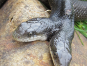 MDC's Cape Nature Center’s Two-Headed Black Rat Snake Turns 15 Years Old